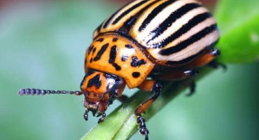 Jak se vypořádat s mandelíkem bramborovým lidovými prostředky hořčice a ocet?